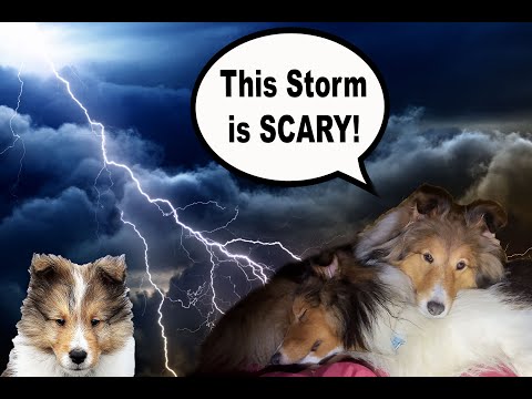 "This Storm is Scary!" ⚡️🌪️🐶😬 Part 2 of a Camping Biscuit Talky on Cricket "the sheltie" Chronicles