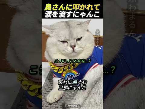 奥さんにゃんこに叩かれて、涙を流す旦那にゃんこ