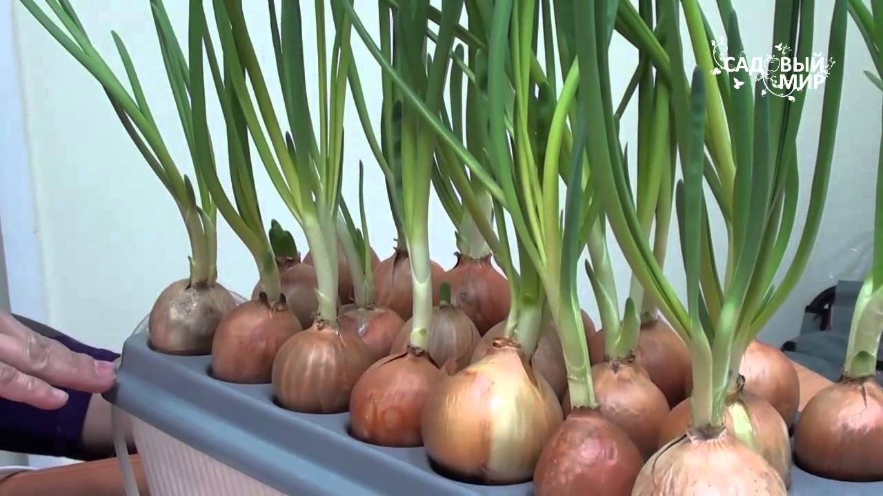 Домашняя установка по выращиванию зеленого лука