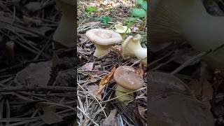АЛКОГОЛЬ С ГРИБАМИ НЕСОВМЕСТИМ!!! Говорушка булавоногая.