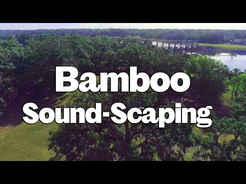 How We Planted a Bamboo Wall to Block Road Noise| Sustainable Sound Scaping