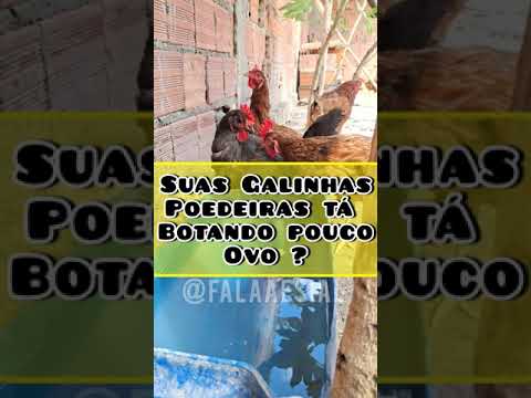 Incrível COMO esse SEGREDO para galinha BOTAR ovo FUNCIONA! #ovos #galinha