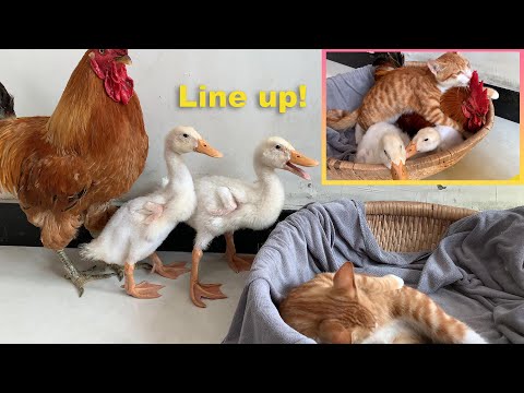 The rooster and the ducklings lined up to enter the cat's nest and sleep with the kitten. So funny!