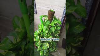 0%  धूप... फिर भी प्लांट्स हेल्थी कैसे ??? balcony makeover #balconygarden