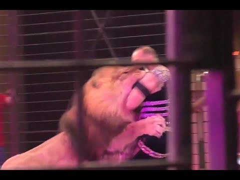 Terrifying Moment: Lion Attacks a Circus Trainer in Front of Horrified Audience in Ukraine | GoViral