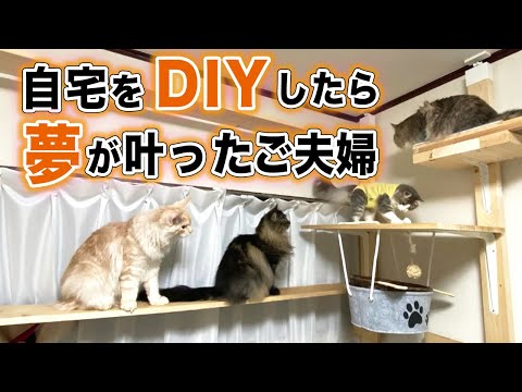 長毛の猫との幸せな生活