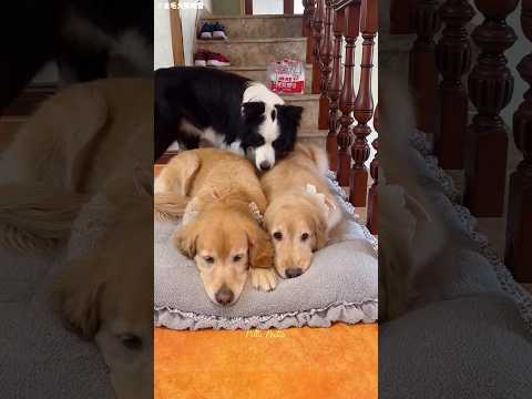 This Dog Refused to Sleep Apart 🐶❤️