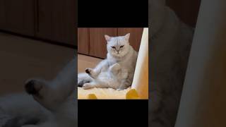 Chang'an Foot care #pets