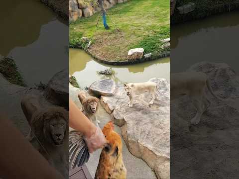 Worst way to Feed lion in the zoo #shorts