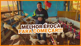 A MELHOR ÉPOCA para COMEÇAR A CRIAÇÃO DE GALINHAS POEDEIRAS