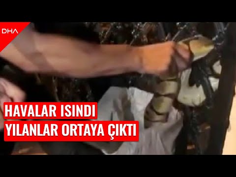 'Açıkta bırakılan süt yılanları cezbediyor'