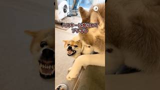 ハスキーに煽られてブチギレ｜PECO