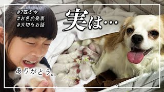 実はこのあと…。７匹の赤ちゃん🐶の今と「お名前」を大公開！そして…大切なお話もあります😢　【#命名式 #新しい家族 #出産 #赤ちゃん #犬】