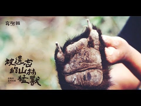 你所不知道的台灣黑熊現況威脅全面解析｜黑熊媽媽黃美秀專訪 - YouTube