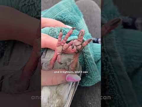 Meet The Real Life Pigeon Lady | The Dodo