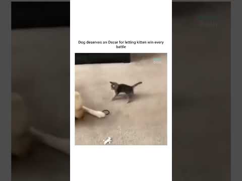 Everytime kitten surprise attacks the dog, he acts all scared in order to boost her confidence 😆