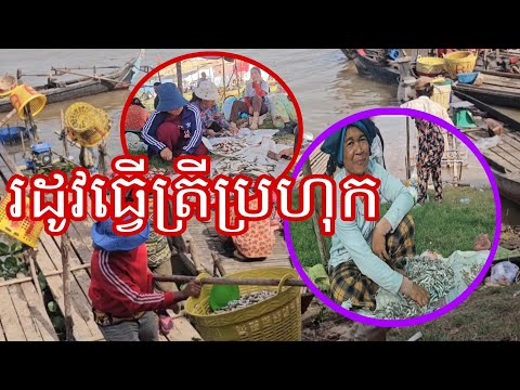 រដូវធ្វើត្រីប្រហុកមកដល់ហើយ