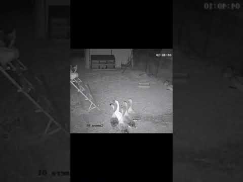 What creature is attacking hens? #wildanimals #strangeanimal #shortvideo #youtube #viralshorts #fyp
