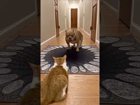 When Dogs Troll the Cat with an Optical Illusion Rugโฆ Pure Comedy Gold! ๐#funnydog #funnycat #funny