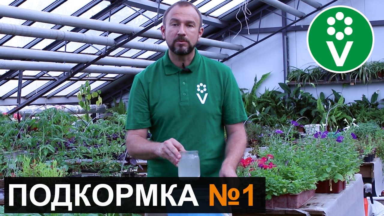 Первая и самая важная подкормка томатов и огурцов после высадки в грунт