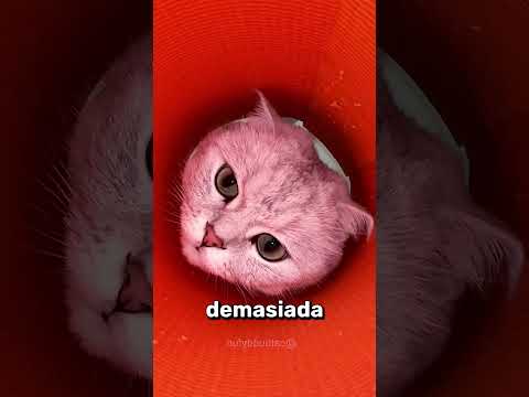 ¡Su oreja estaba muy sucia! ⭐