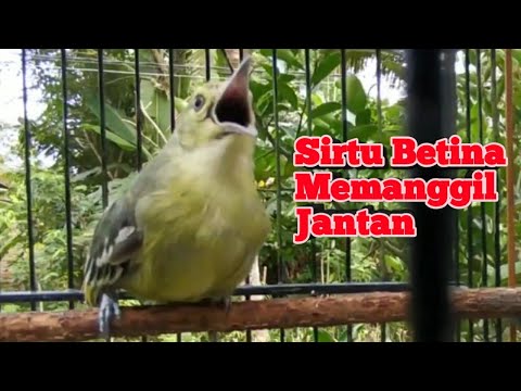 Suara Sirtu/Cipoh Betina Gacor Memanggil Jantan Ampuh