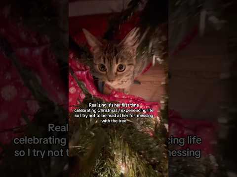 There are 43 days until Christmas 🎄✨#cat #fyp #christmas #catsoftiktok #catlover