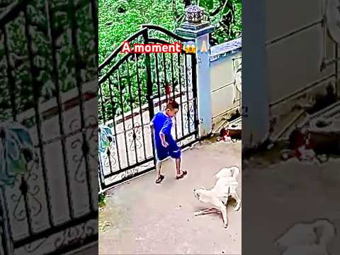 A moment ๐ฑ๐ฑa Unfriendly dog๐๐ปโค๏ธ#bitedog #bite #Fiercedog #Unfriendlydog #cutedog #cutecat #funny