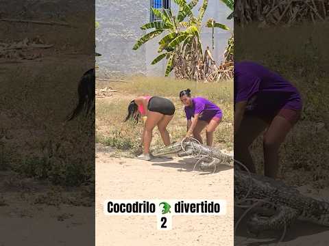 Un cocodrilo 🐊 divertido 2 #shortvideo #funny #humor #bromas