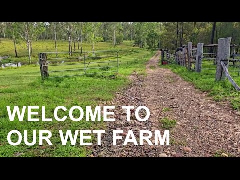 Flooding, Broken Pipes & Red Tree Frogs