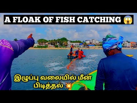 💥 இழுப்பு வலையில் மீன் பிடித்தல் | Skillful indian Ocean fishing |  Net fishing | anchovy - நெத்திலி