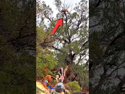 сегодня охота на дерево лев король большой выстрел из дерева#challenge#chase#hunting