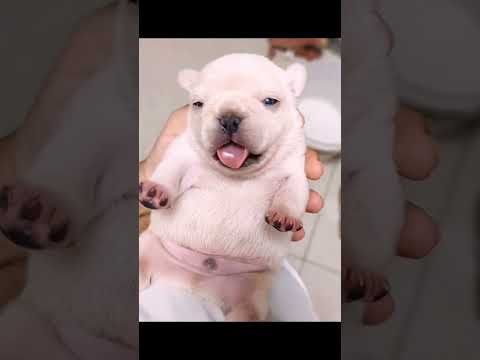 Rescue a puppy 🙏🙏🙏❤️❤️❤️#rescue #rescueanimals #animals  #rescuedog #rescuepuppy #dog
