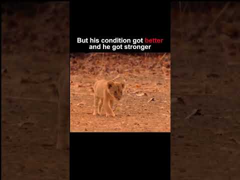 He was the weakest lion cub‼️🤯 #youtube #shorts #viral