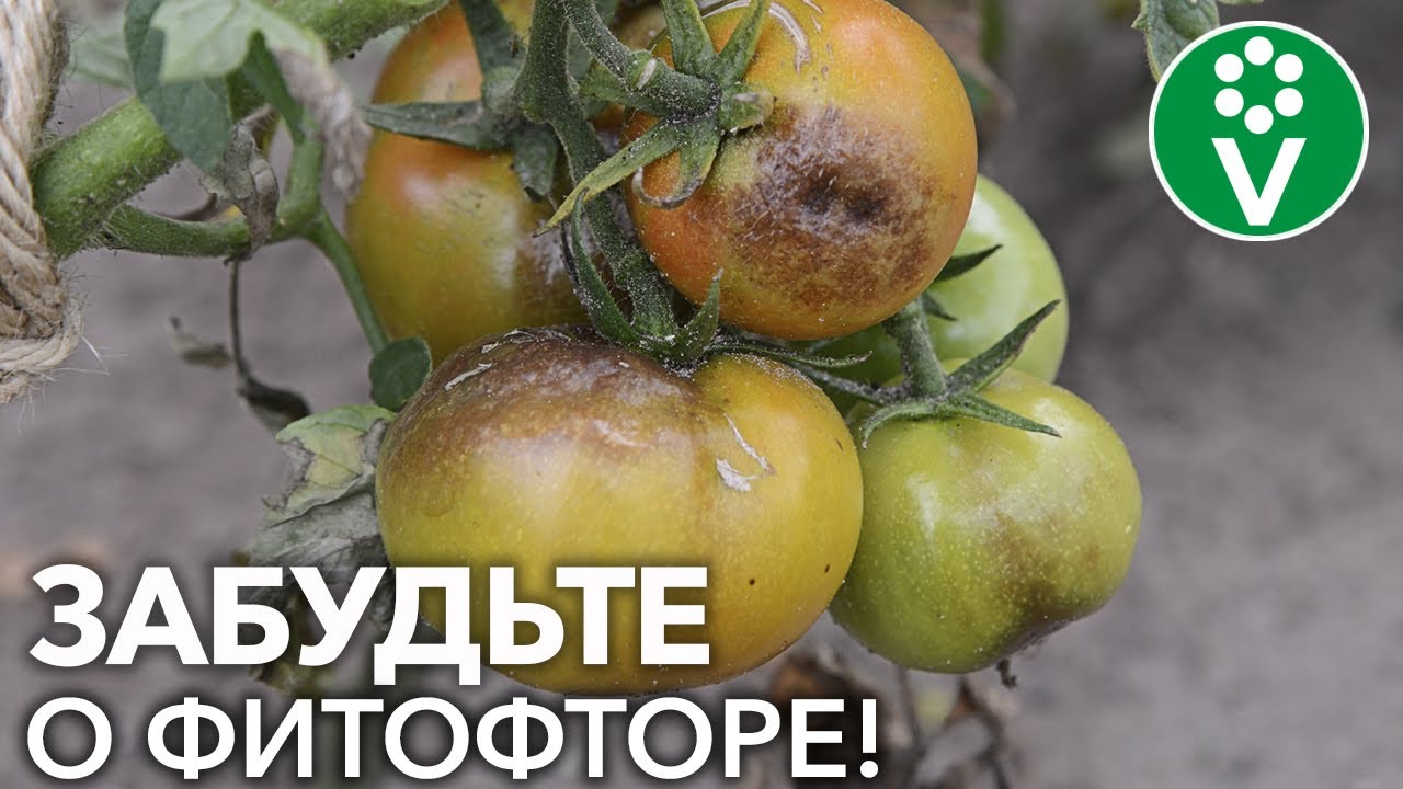 Вот чего реально боится фитофтора! Начинаем профилактические обработки, чтобы не потерять урожай!