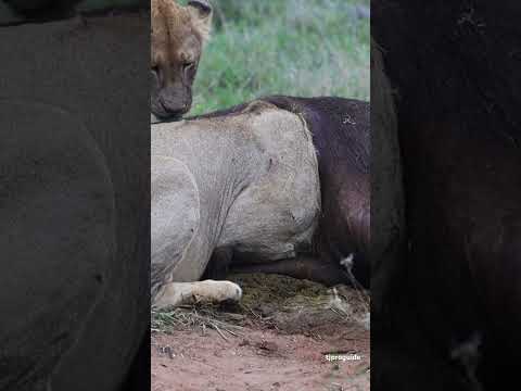 Big Cats Safari @serondella_safarilodge