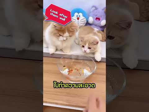 เมื่อแมวได้เตียงน้ำยักษ์