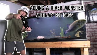 Adding a RIVER MONSTER with my PET BASS