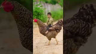 chicken #chicken