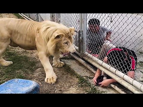 Funniest Videos Animals 🐧 - Best Of The 2025 Try Not To Laugh 😜 P1