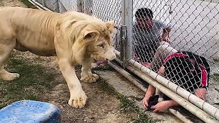 Funniest Videos Animals 🐧 - Best Of The 2025 Try Not To Laugh 😜 P1