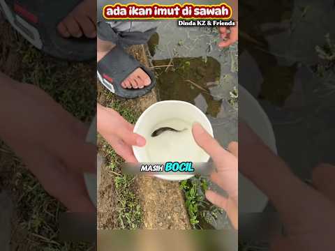Diapain ya⁉️ ikan nemu di sawah #ikan #mancing