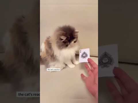 Cats Witness Magic for the First Time
