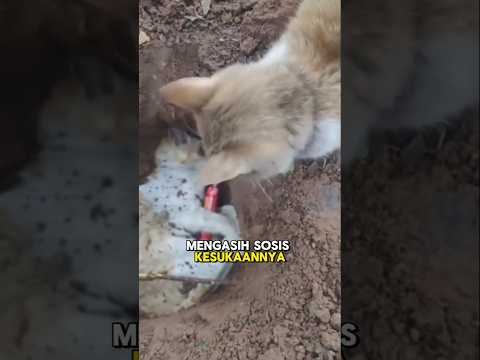 ANAK KUCING YANG DI TINGGAL IBUNYA PERGI😭 #shorts