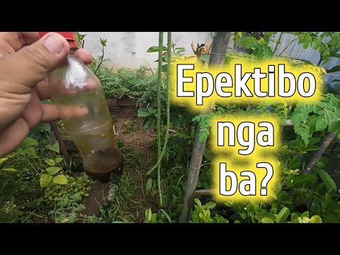 Tignan ang Result ng Super Organic Fertilizer | Pinaghalo halong concoctions 