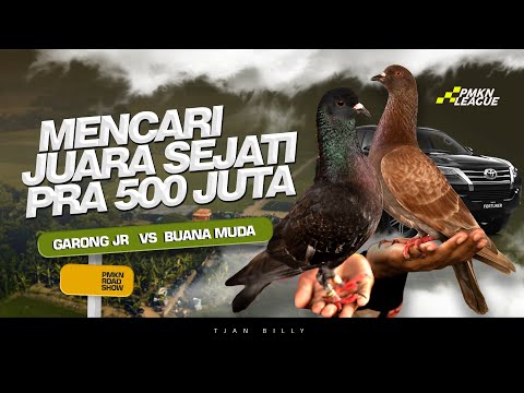 FINAL PEKALONGAN MEMANAS !! KEJUARAAN MERPATI BERHADIAH MOBIL DI LAPAK LEGOK CHILIE PMKN ROADSHOW