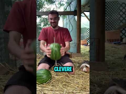 Er entdeckte einen genialen Meerschweinchen Trick😲🐹 #shorts