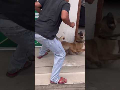 Animal rescue team #rescuedog #shorts