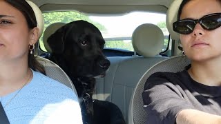 WAS EIN HUNDESOHN