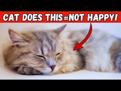 3 Unmistakable Signs Your Cat Is Unhappy | Never Ignore!😿